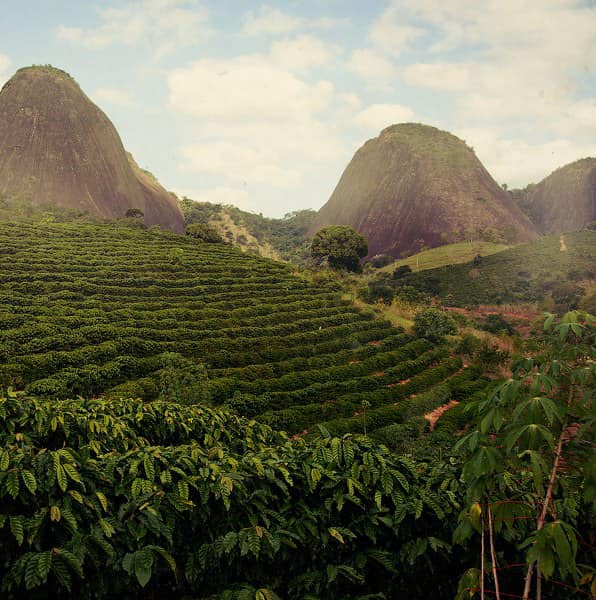 This Brazilian bean is a staple in Ocana Coffee!