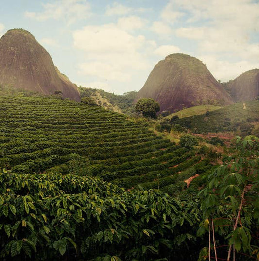 This Brazilian bean is a staple in Ocana Coffee!